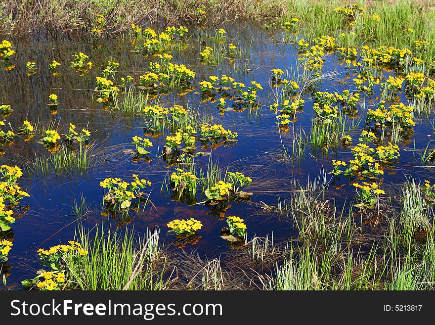 Many spring yellow flowers on bog