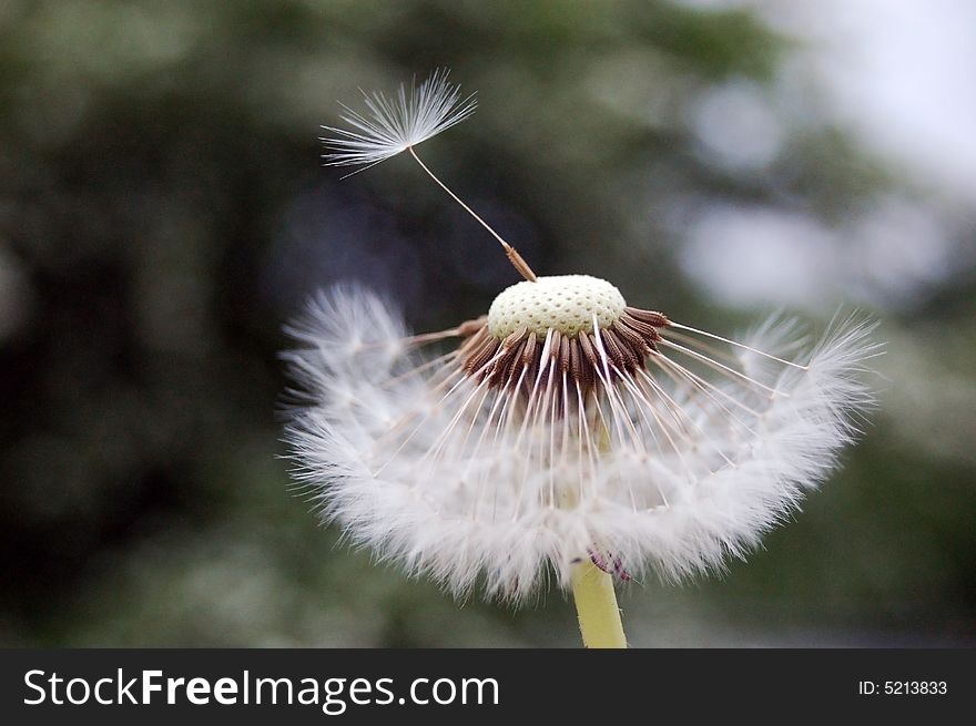 Dandelion seeds with the flowers