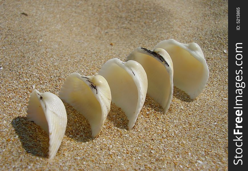 White cockleshells a train one after another slightly dug in sand