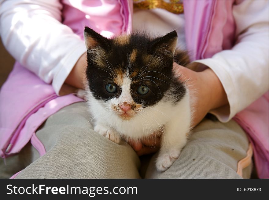 This is a kitty in the hands of a little child. This is a kitty in the hands of a little child