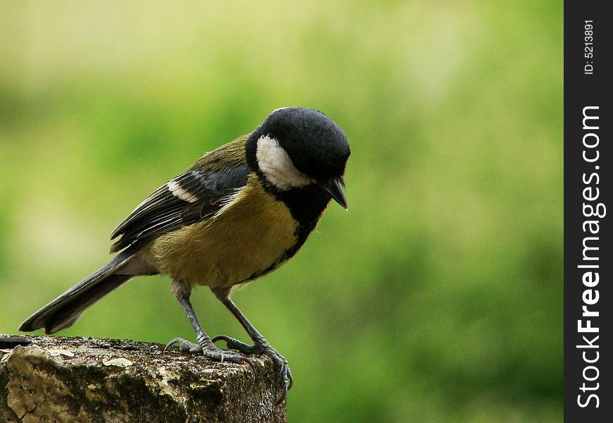 Tit in the green background