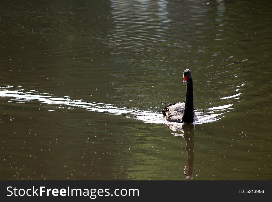 A black swan at lake