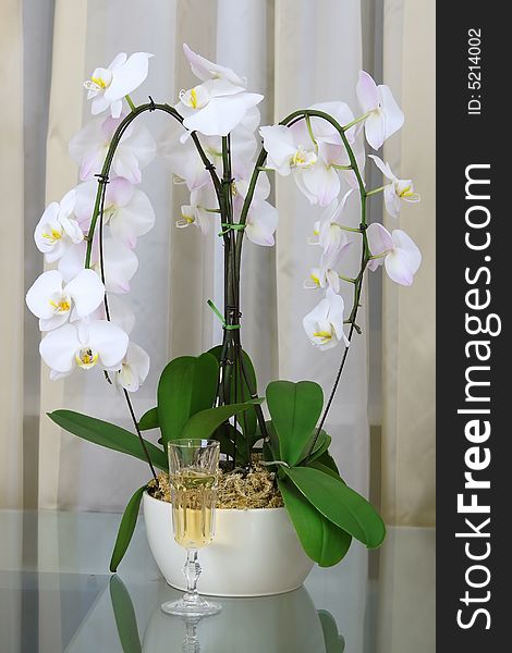Composition With Orchid And Champagne