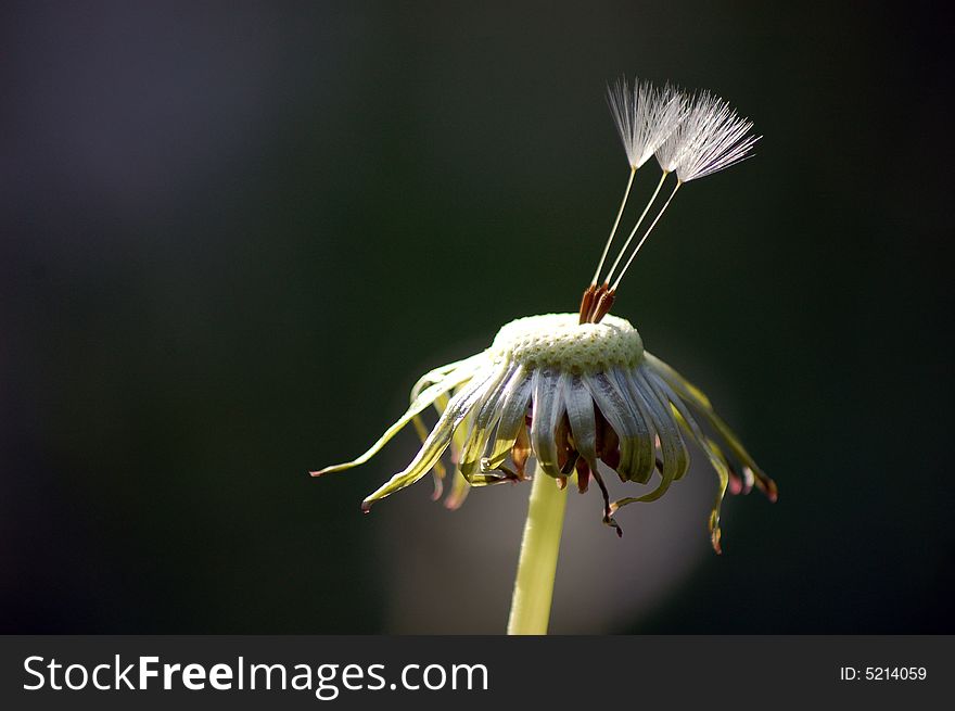 Three dandelion seeds at background