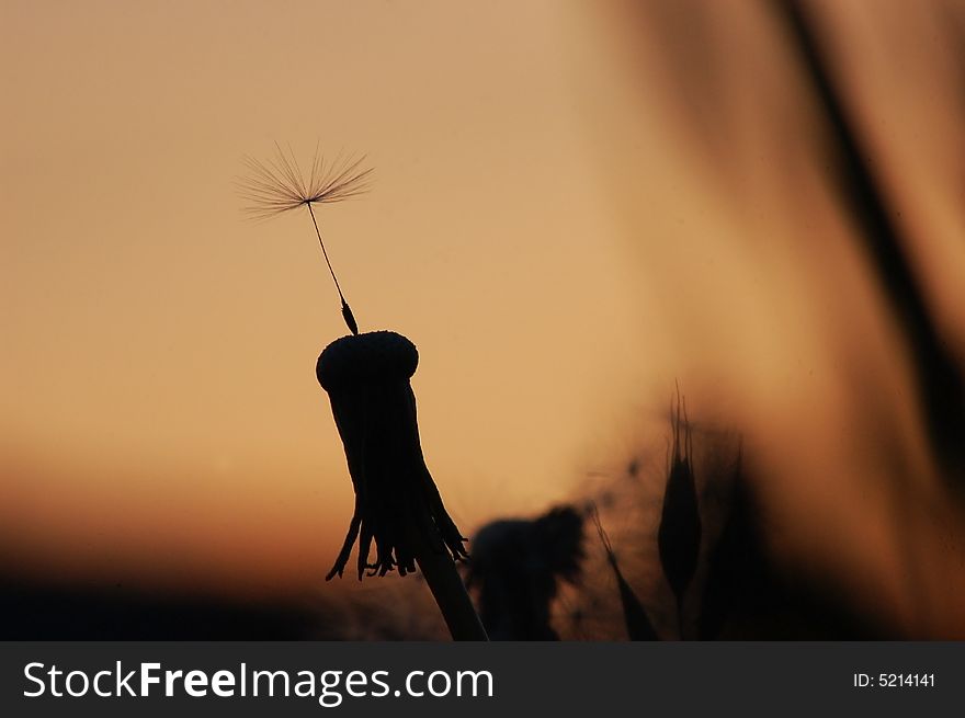 Silhouette of a flower with sunset. Silhouette of a flower with sunset