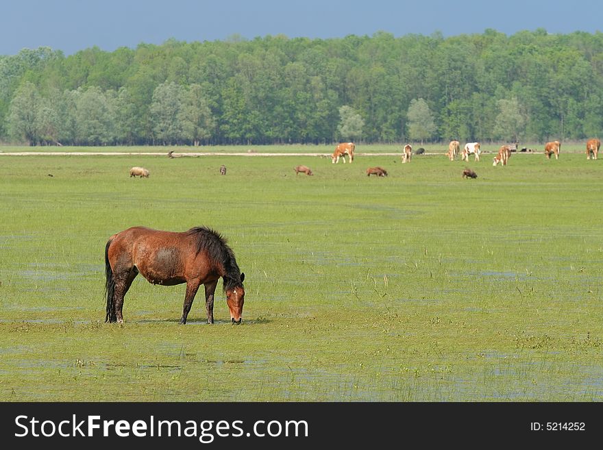 Wild horse on meadow eating