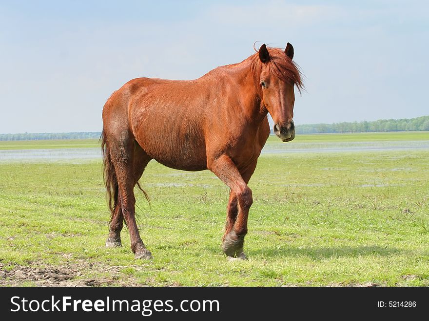 Wild horse on meadow