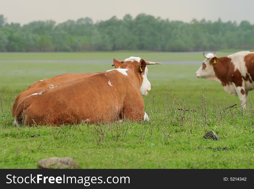 Cow resting on green meadow