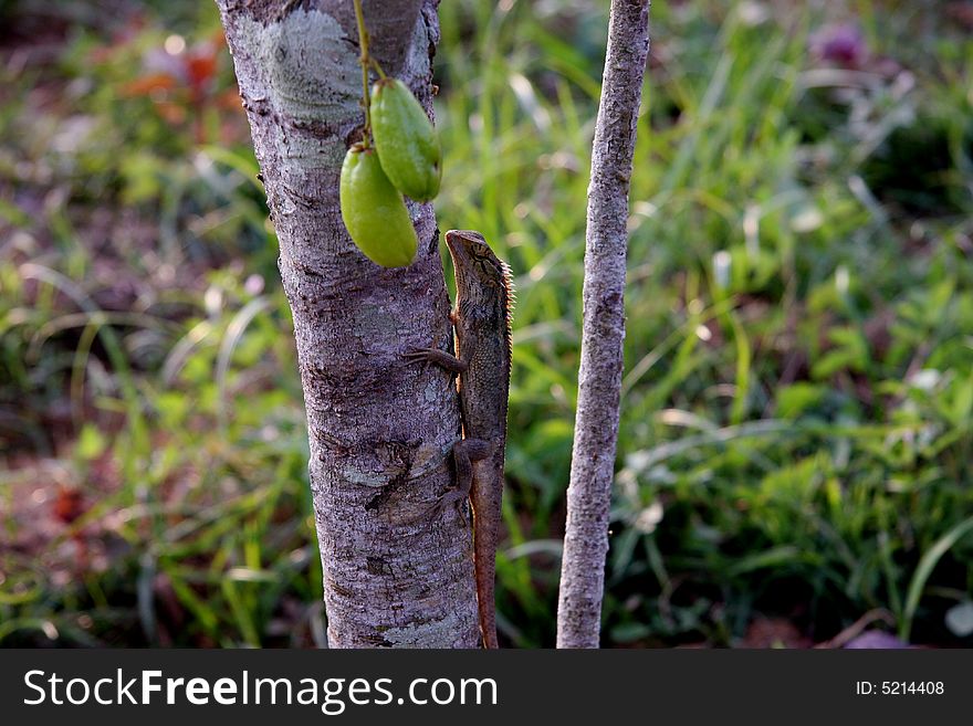 5+ Dreamtime Free Stock Photos - StockFreeImages
