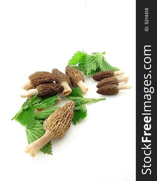 Morels Isolated