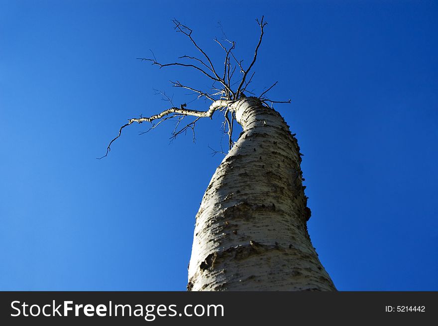 Old birch on blue sky background. Old birch on blue sky background