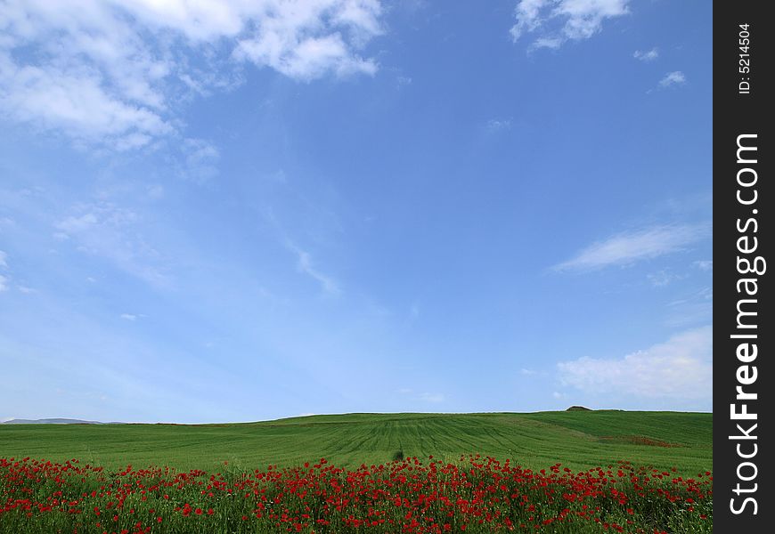 Landscape view of a green field with room for text in the sky