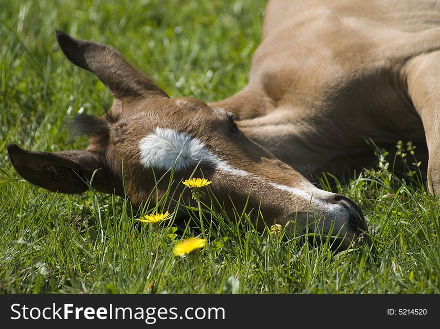 A one week old foal sleeping on the field with a lot of grass and wildflowers. A one week old foal sleeping on the field with a lot of grass and wildflowers