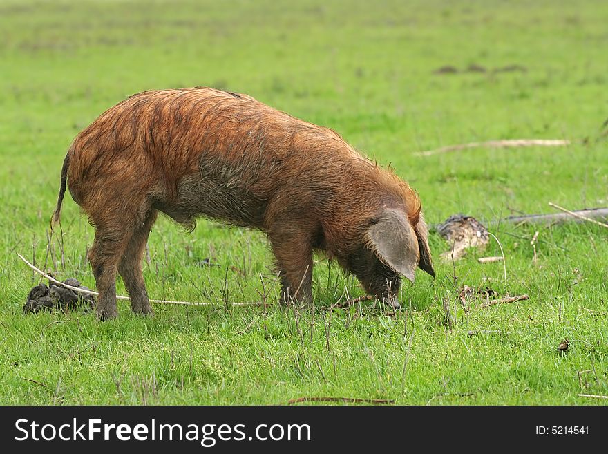 Piglet on green meadow eating