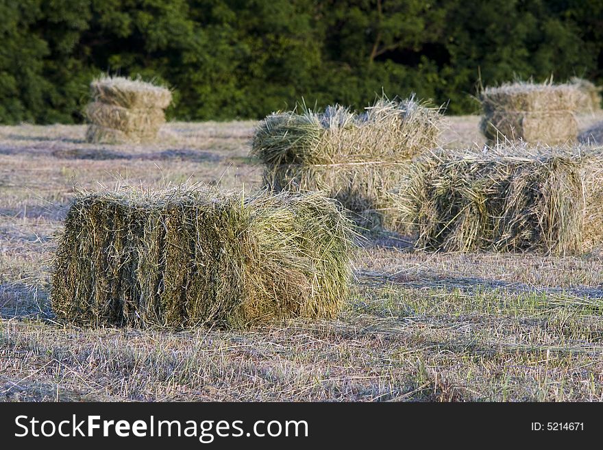 Packed hay