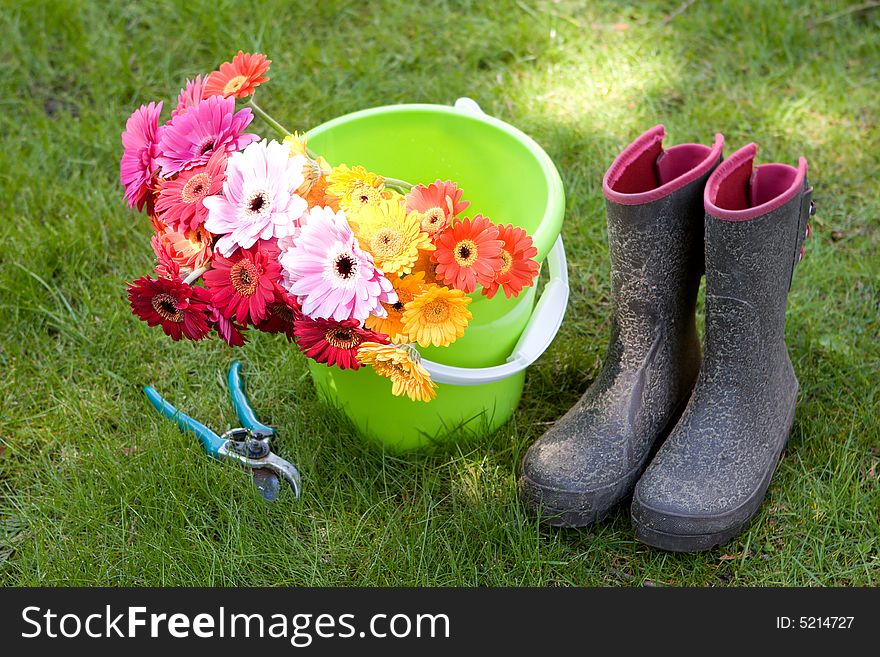 Colorful daisies sit in a bucket, secateurs & boots - yardwork. Colorful daisies sit in a bucket, secateurs & boots - yardwork