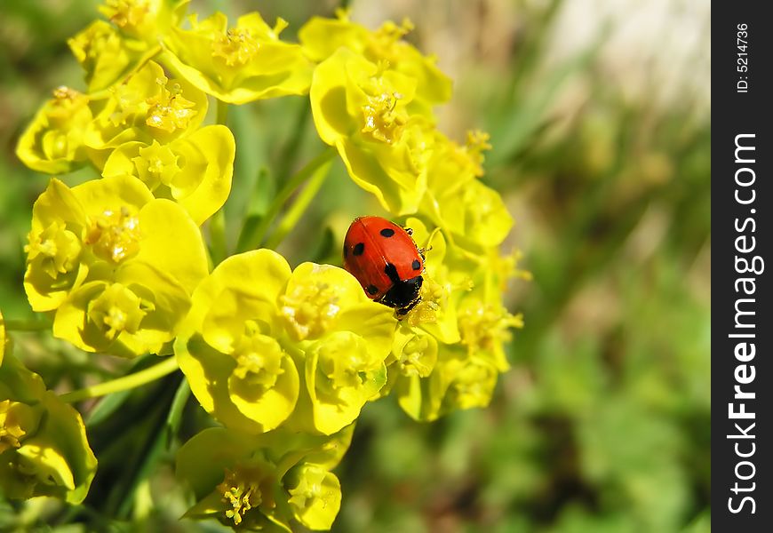 Ladybird crawling on a yellow flower. Ladybird crawling on a yellow flower