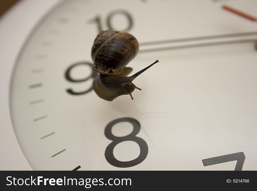 The snail slowly creeps on glass of mechanical hours. The snail slowly creeps on glass of mechanical hours