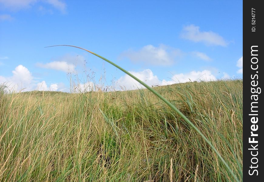 Grass And Sky landscape