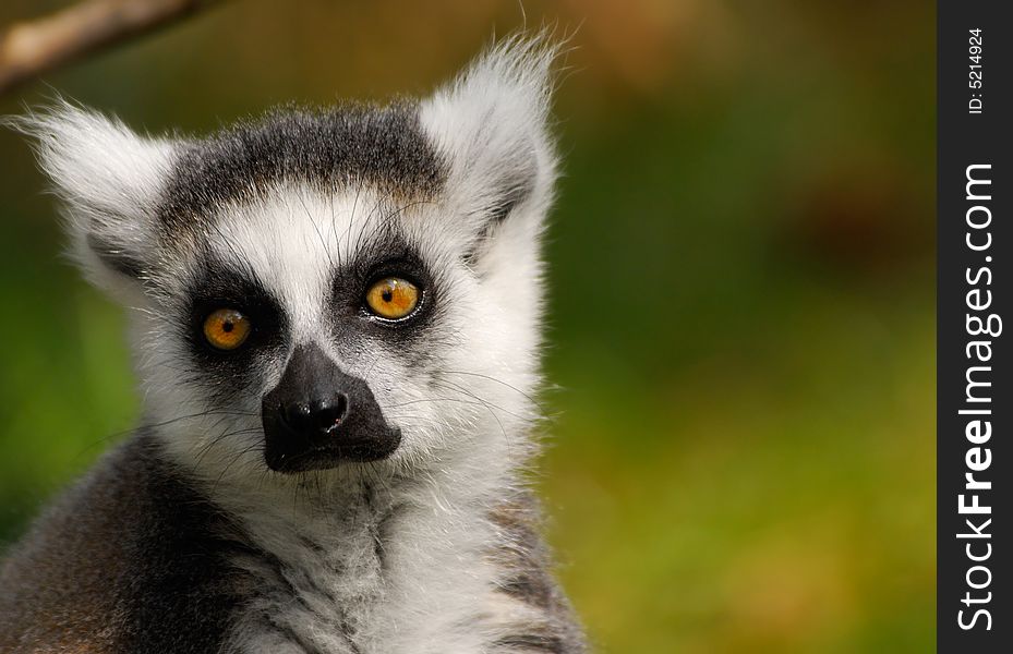 Portrait of a cute ring-tailed lemur