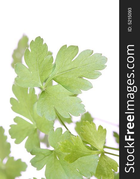 Green parsley leafs on white