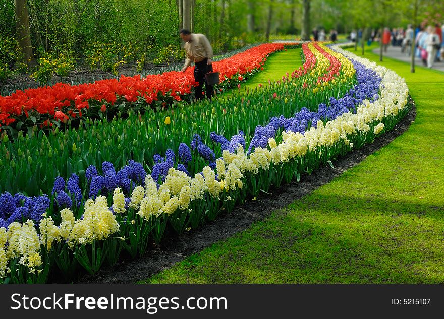 Colorful flowers in spring