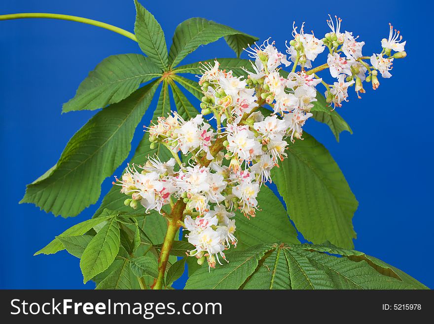 Aesculus hippocastanum (blossom of horse-chestnut tree) on blue. Aesculus hippocastanum (blossom of horse-chestnut tree) on blue