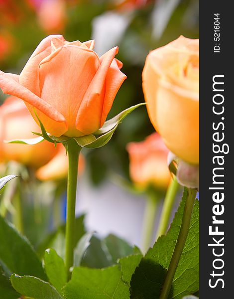 Beautiful roses background macro shot. Beautiful roses background macro shot