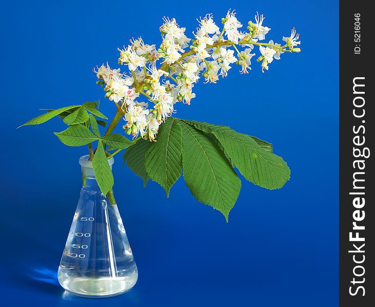 Aesculus hippocastanum (blossom of horse-chestnut tree) on blue in chemical flask. Aesculus hippocastanum (blossom of horse-chestnut tree) on blue in chemical flask