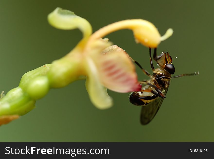 Bee sucking honey on a flower. Bee sucking honey on a flower