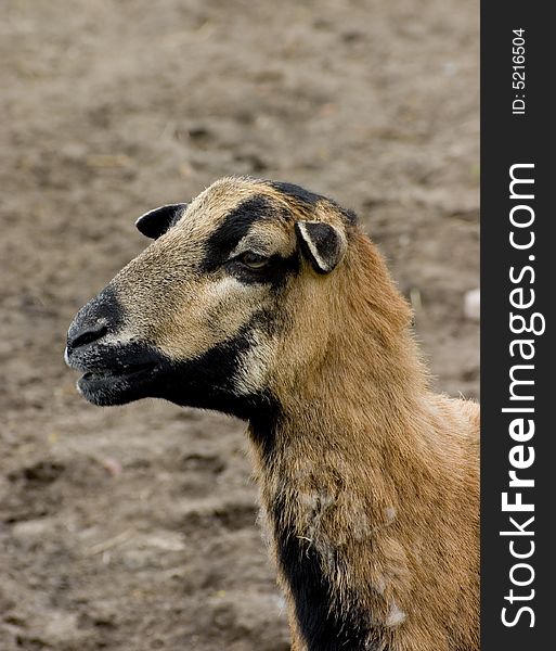 A portrait of a ruminant sheep. A portrait of a ruminant sheep