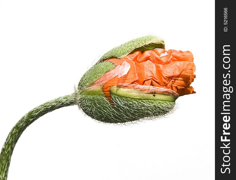 Blossoming poppy on a white background