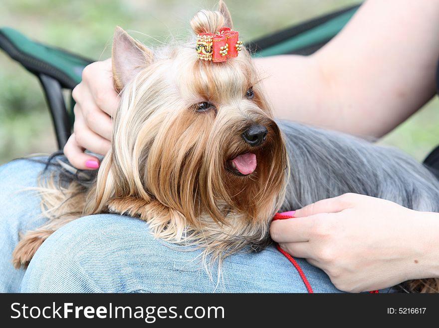 Yorkshire terrier with a bow in a lap at the mistress