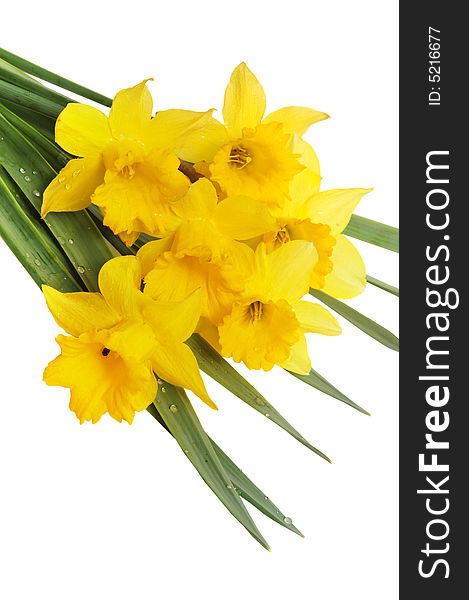 Yellow spring narcissus on white background. Yellow spring narcissus on white background