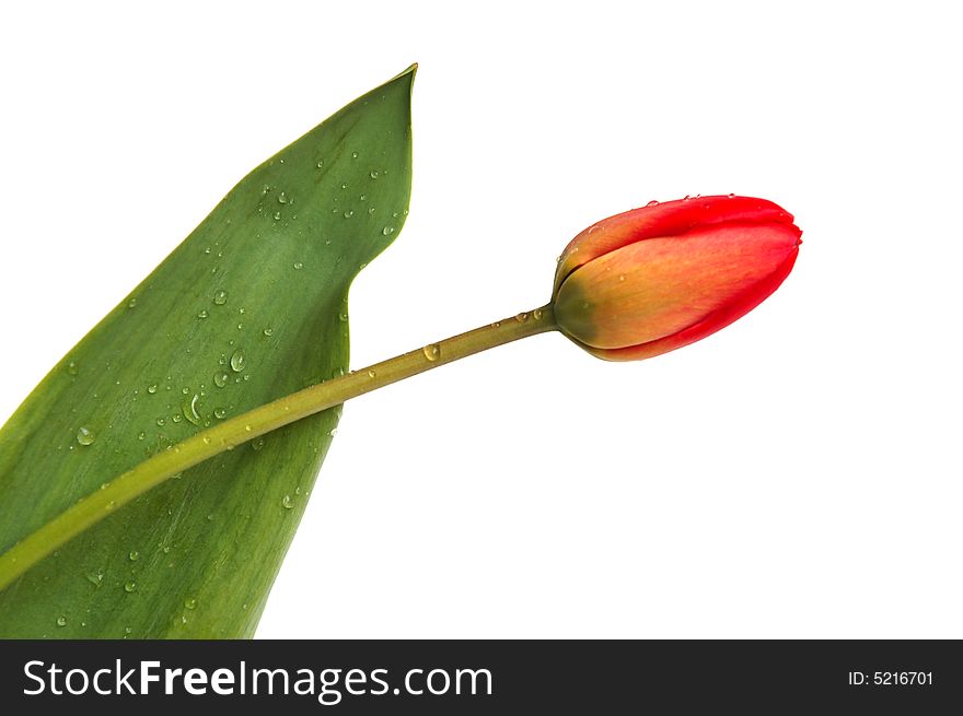 Red spring tulip on white background. Red spring tulip on white background
