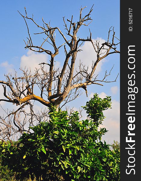 Dry up tree orange on background blue sky