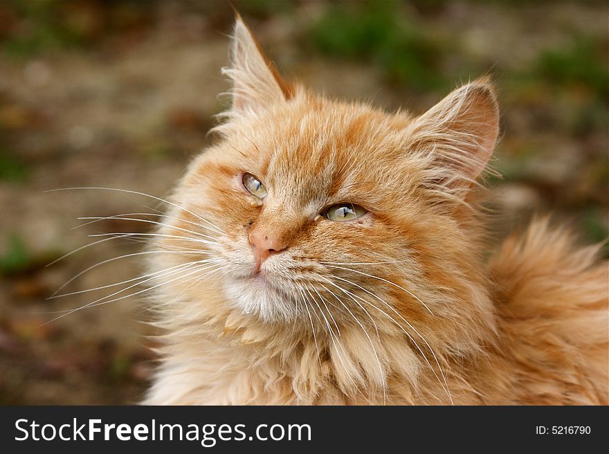 Portrait of red european cat. Portrait of red european cat