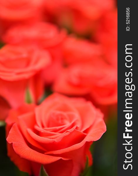 Beautiful roses background macro shot