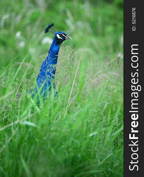 A beautiful peacock in grass