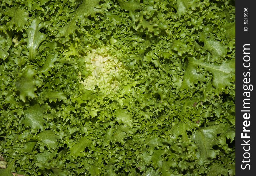 Green and fresh lettuce closeup