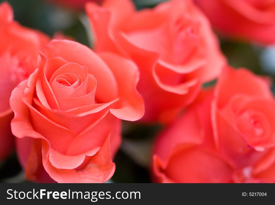 Beautiful roses background macro shot