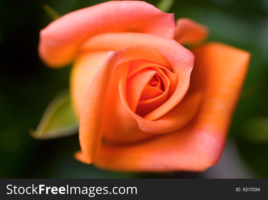 Beautiful roses background macro shot