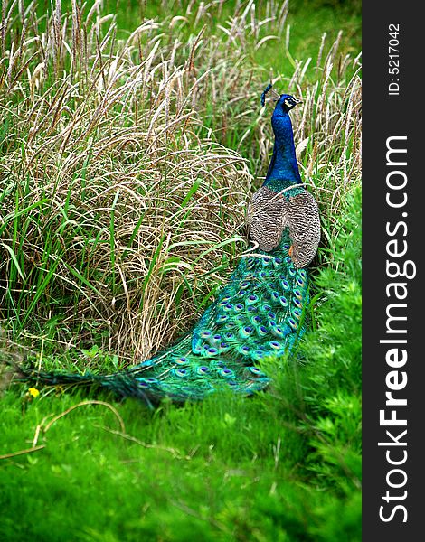 A beautiful peacock with colorful feathers