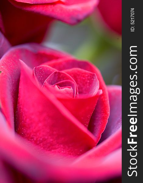 Beautiful roses background macro shot