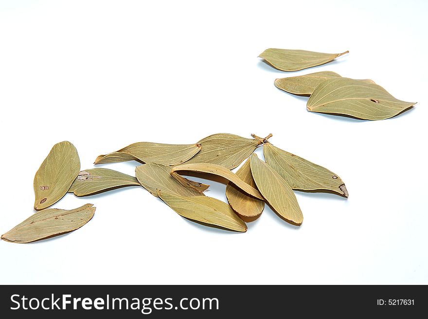 Beautiful dry leaflets for scenery. Beautiful dry leaflets for scenery