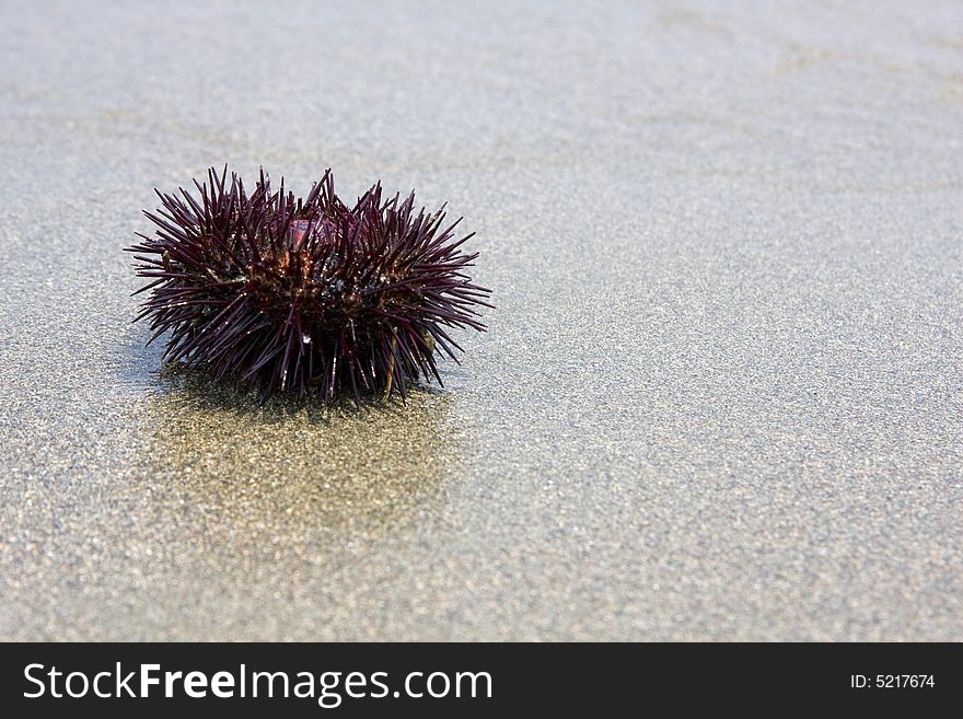Echinoidea,sea-urchin on sand