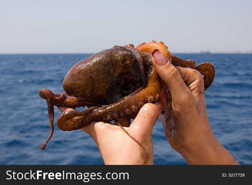 Just the caught octopus in hands