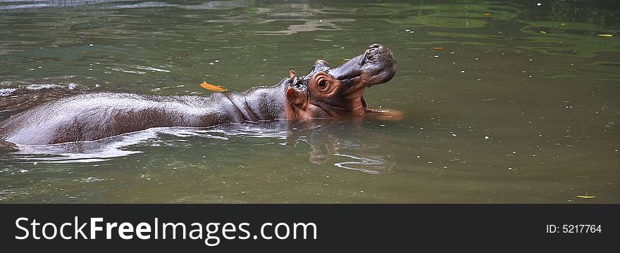 Hippo cooling itself in a hot afternoon. Hippo cooling itself in a hot afternoon