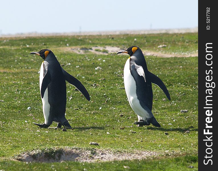 A King Penguin Pair on their way to the Volunteer Point Beach. A King Penguin Pair on their way to the Volunteer Point Beach