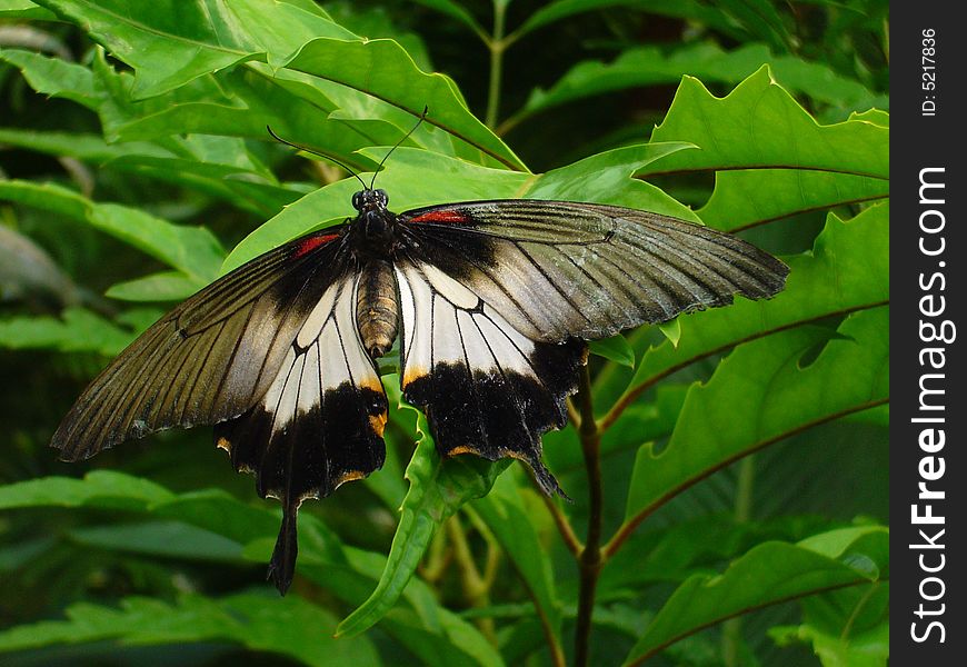 Black butterfly  on the leaf.